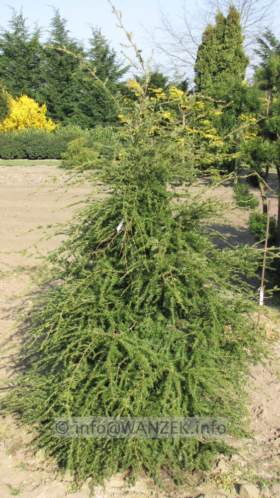 Tsuga canadensis 1,5m.JPG